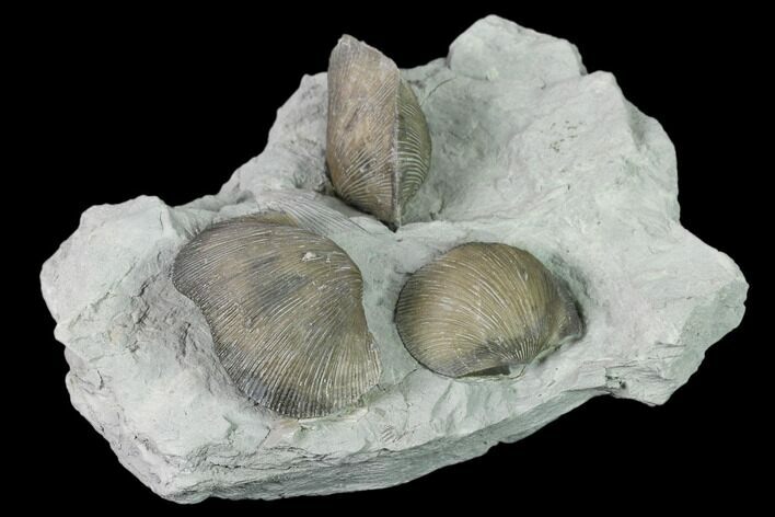 Multiple Fossil Brachiopod (Hebertella) Plate - Indiana #136508